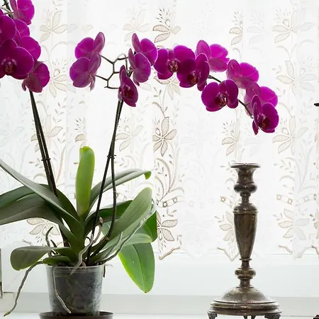 Zemianska Kuria Vachtar Gæstehus Kralova Lehota